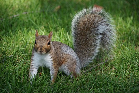 Grey Squirrel