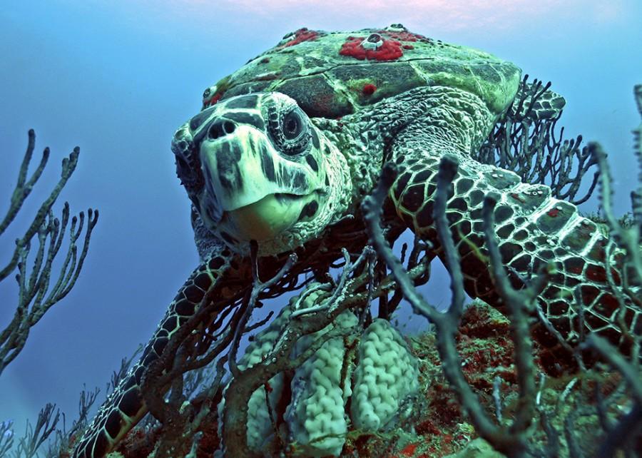 Hawksbill sea turtle munching away on a sponge in Kapaa, Hawaii.