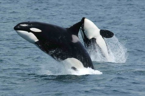 Killer whales are lesser known as members of the dolphin family.