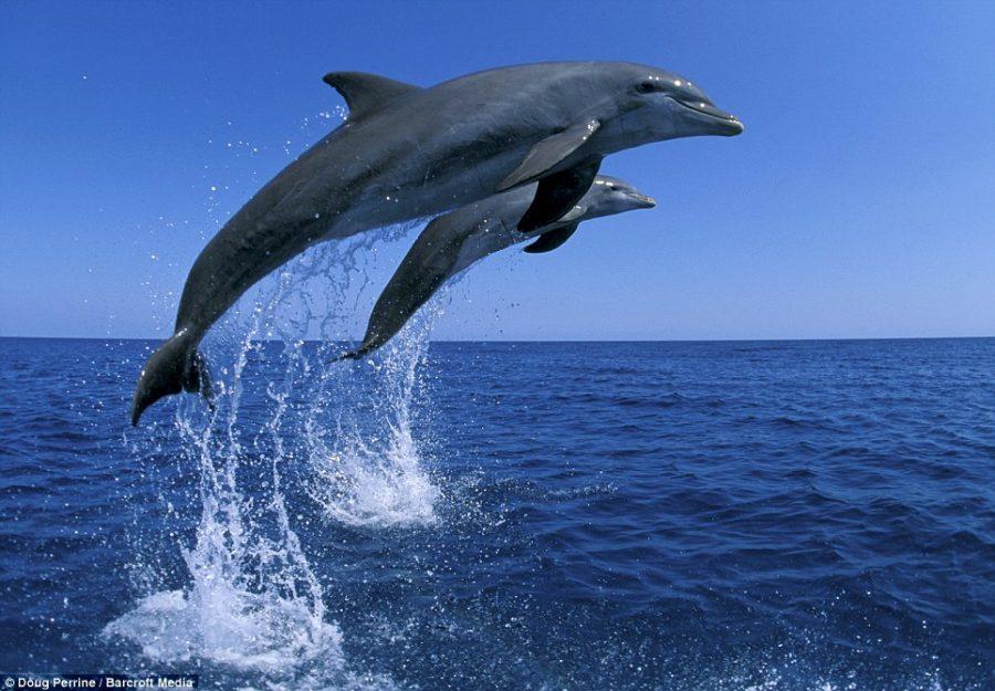 Two dolphins have a jumping contest in the Bahamas.