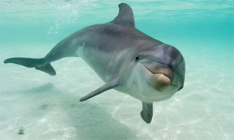 A bottlenose dolphin swimming in shallow water.