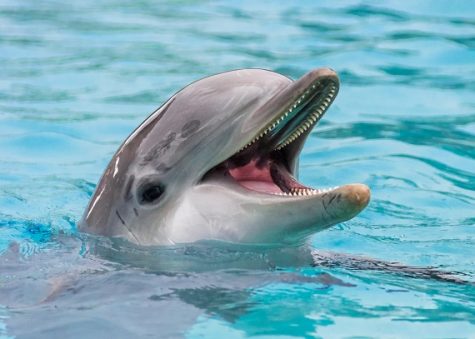Dolphins even have sharp teeth.