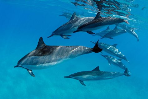 A pod of dolphins swim around playfully.