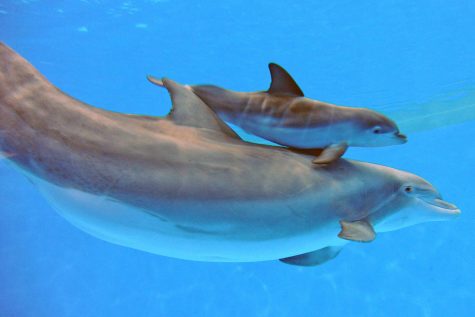 In 2013 Brookfield Zoo welcomed a new baby dolphin.