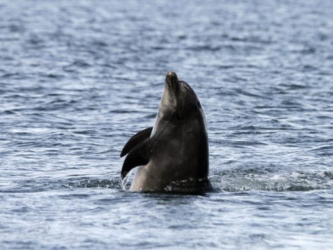 This dolphin was photographed spy hopping near Chanonry Point, Scotland.