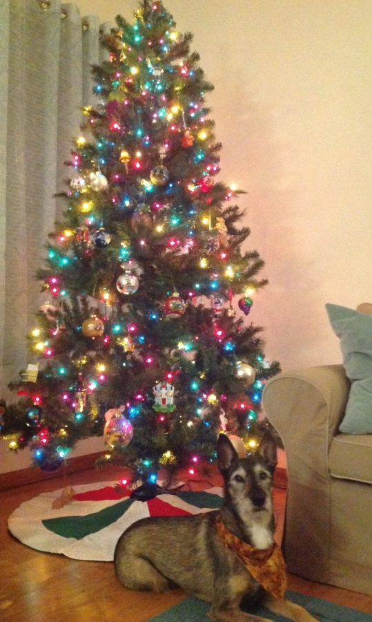 My Christmas Tree! Also featuring my dog, Andy