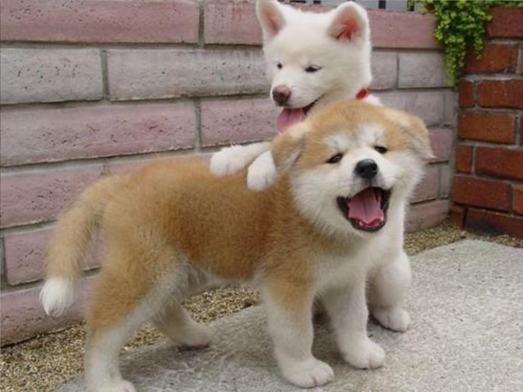 Here are two puppies being adorable.