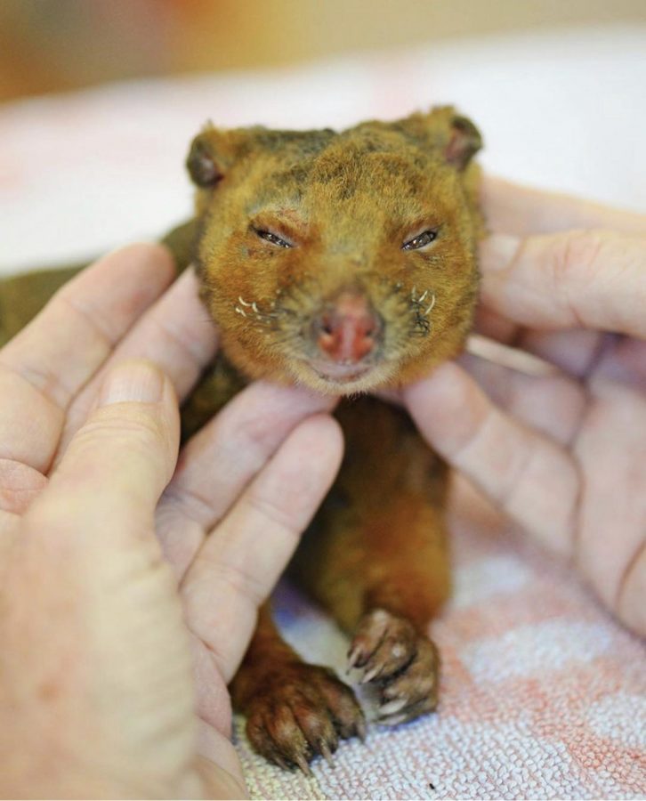 Blossom+the+possum+was+admitted+to+the+Australia+Zoo+Wildlife+Hospital+after+being+caught+in+a+bushfire+in+parts+of+Queensland.+